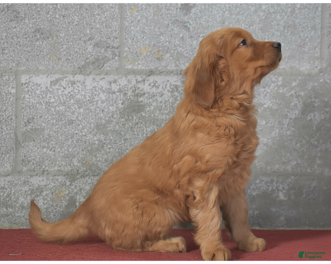 Golden Retriever dogs for sale: Deanna - Ad 5