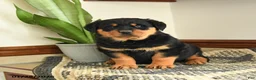 Rottweiler dogs for sale: Dax - Ad 2