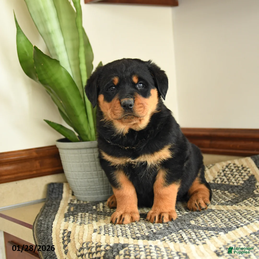 Rottweiler dogs for sale: Dax - Ad 2