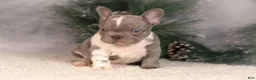 French Bulldog dogs for sale: Baxter - Ad 8