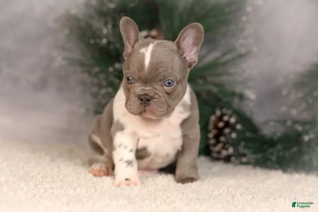 French Bulldog dogs for sale: Baxter - Ad 8