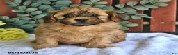 Shihpoo dogs for sale: Chase - Ad 4