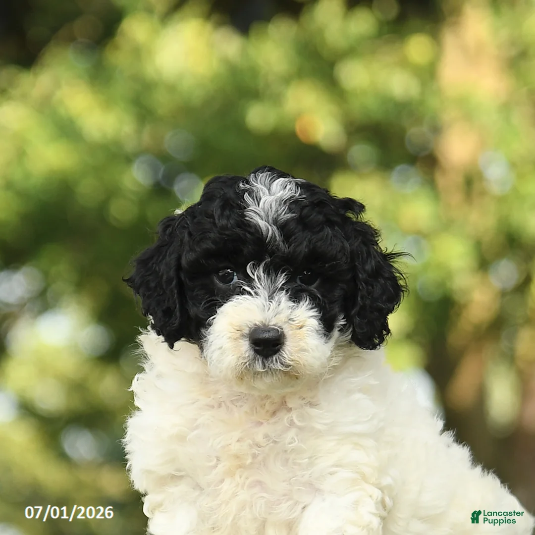 Miniature Poodle dogs for sale: Clover - Ad 5
