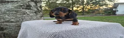 Miniature Dachshund dogs for sale: Remy  - Ad 22
