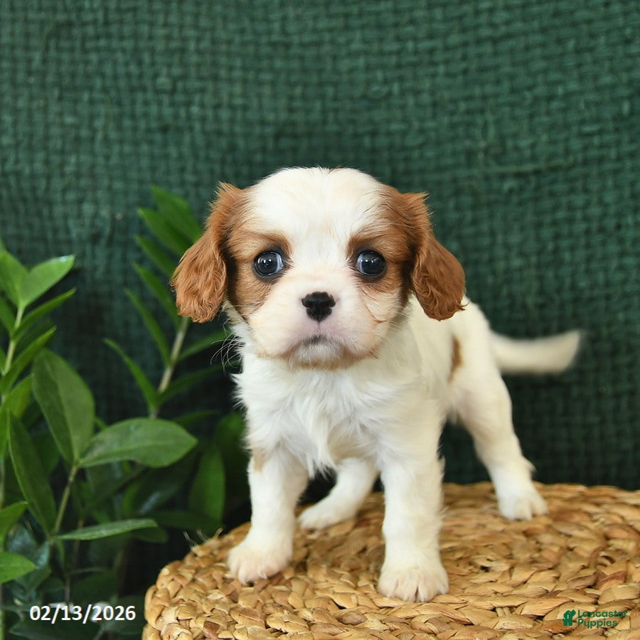 Cavalier King Charles Spaniel dogs Jazz  - Ad 2