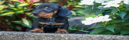 Miniature Dachshund dogs for sale: Zeke🐾 - Ad 6