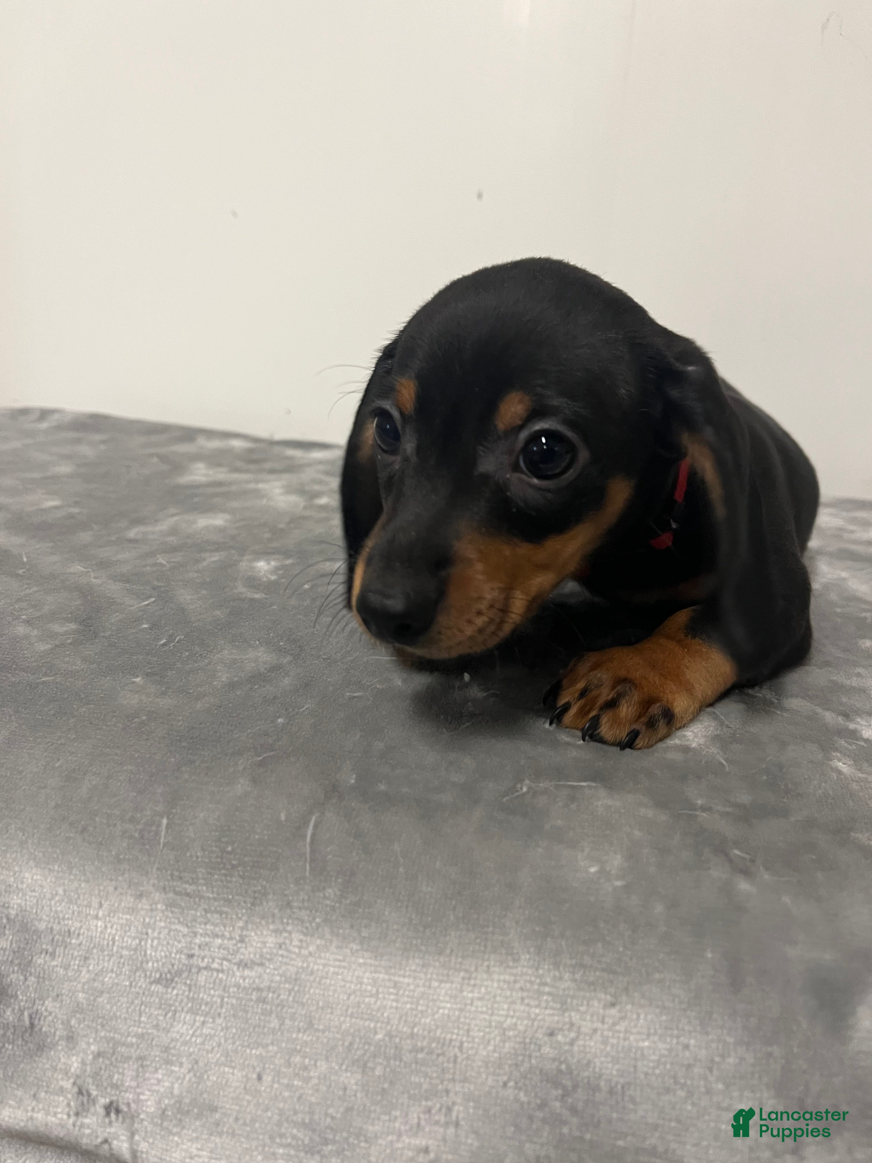 Miniature Dachshund dogs Miniature Dachshund george - Ad 1