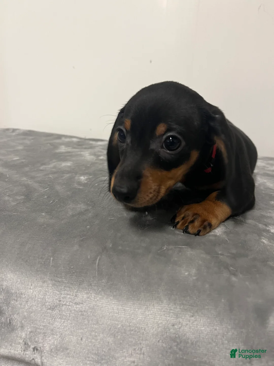 Miniature Dachshund dogs for sale: Miniature Dachshund george - Ad 1