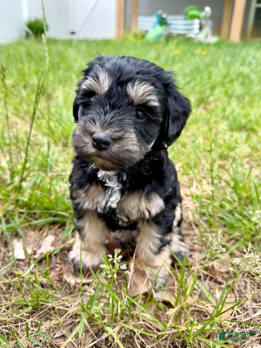 Miniature Schnauzer dogs for sale: double chocolate chip - Ad 2