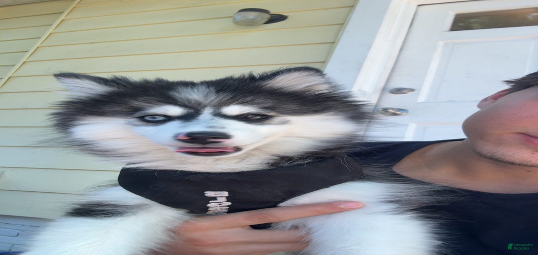 Gallery Image {{count}}