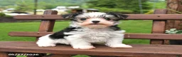 Morkie dogs for sale: Patches - Ad 5