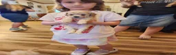 Toy Poodle dogs for sale: Toy Poodle Puppy 1 - Ad 10