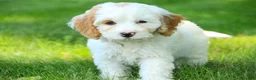 Mixed Breed dogs for sale: Nugget Munchkin Bernedoodle - Ad 5