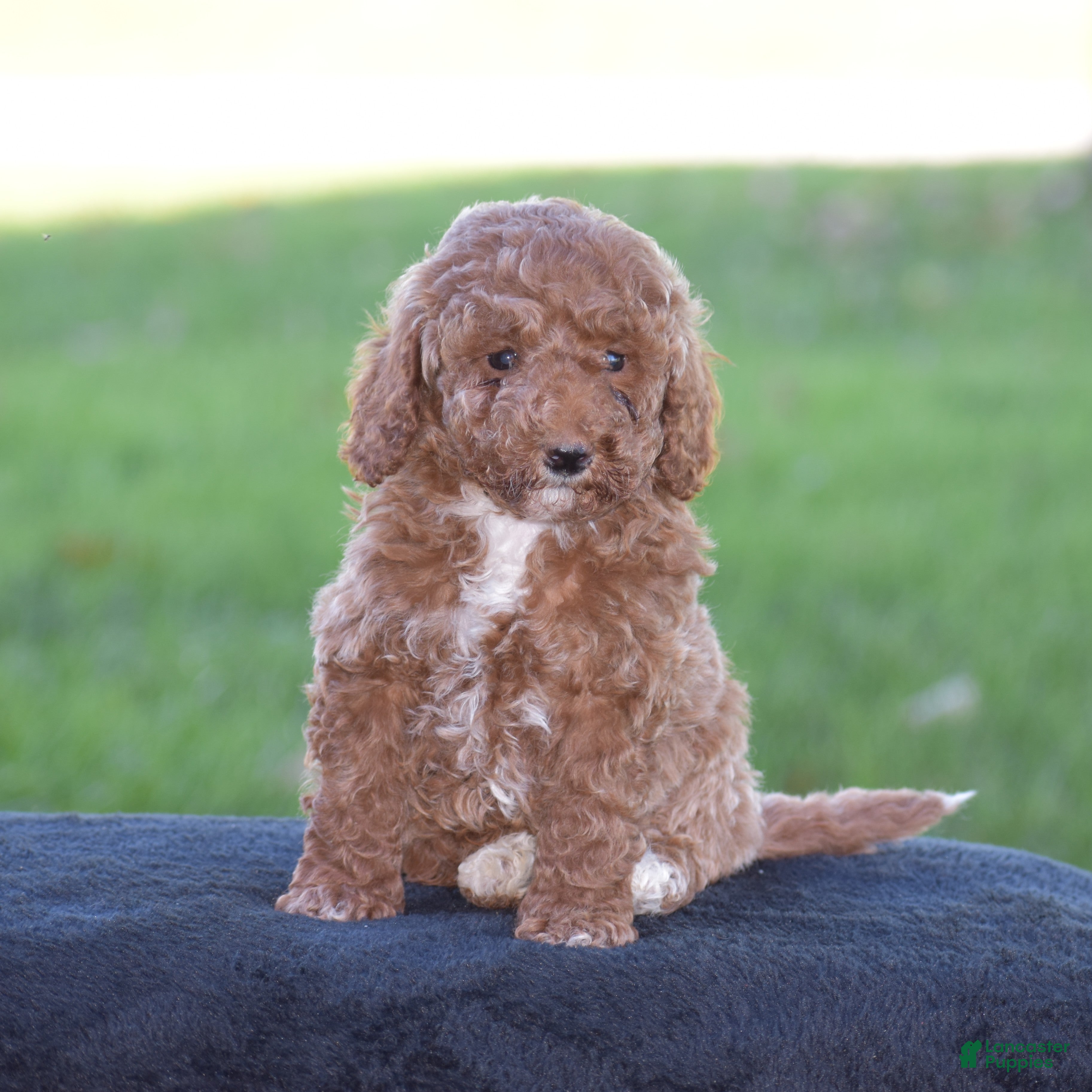 Miniature Poodle dogs for sale: Edrik - Ad 1