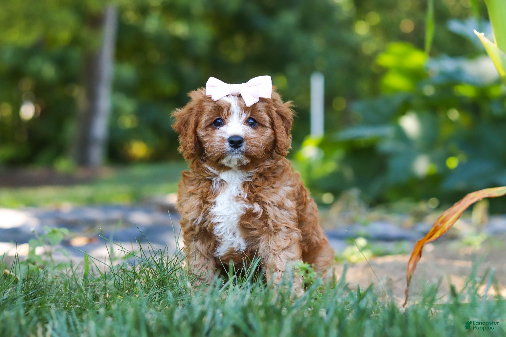 Cavapoo dogs Liberty - Ad 1