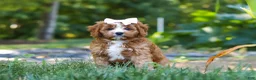 Cavapoo dogs for sale: Liberty - Ad 1