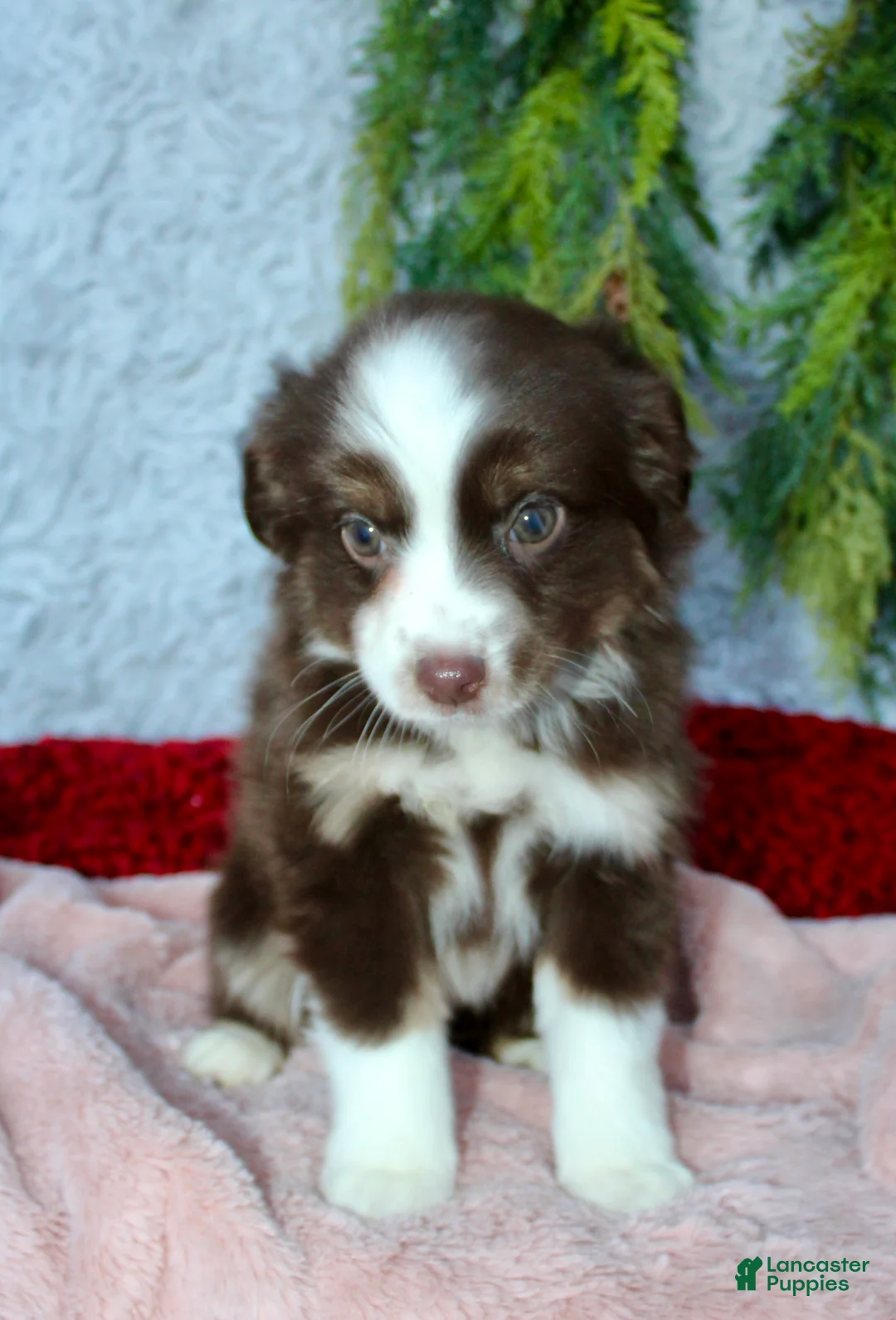 Miniature Australian Shepherd dogs for sale: Jenny - Ad 5