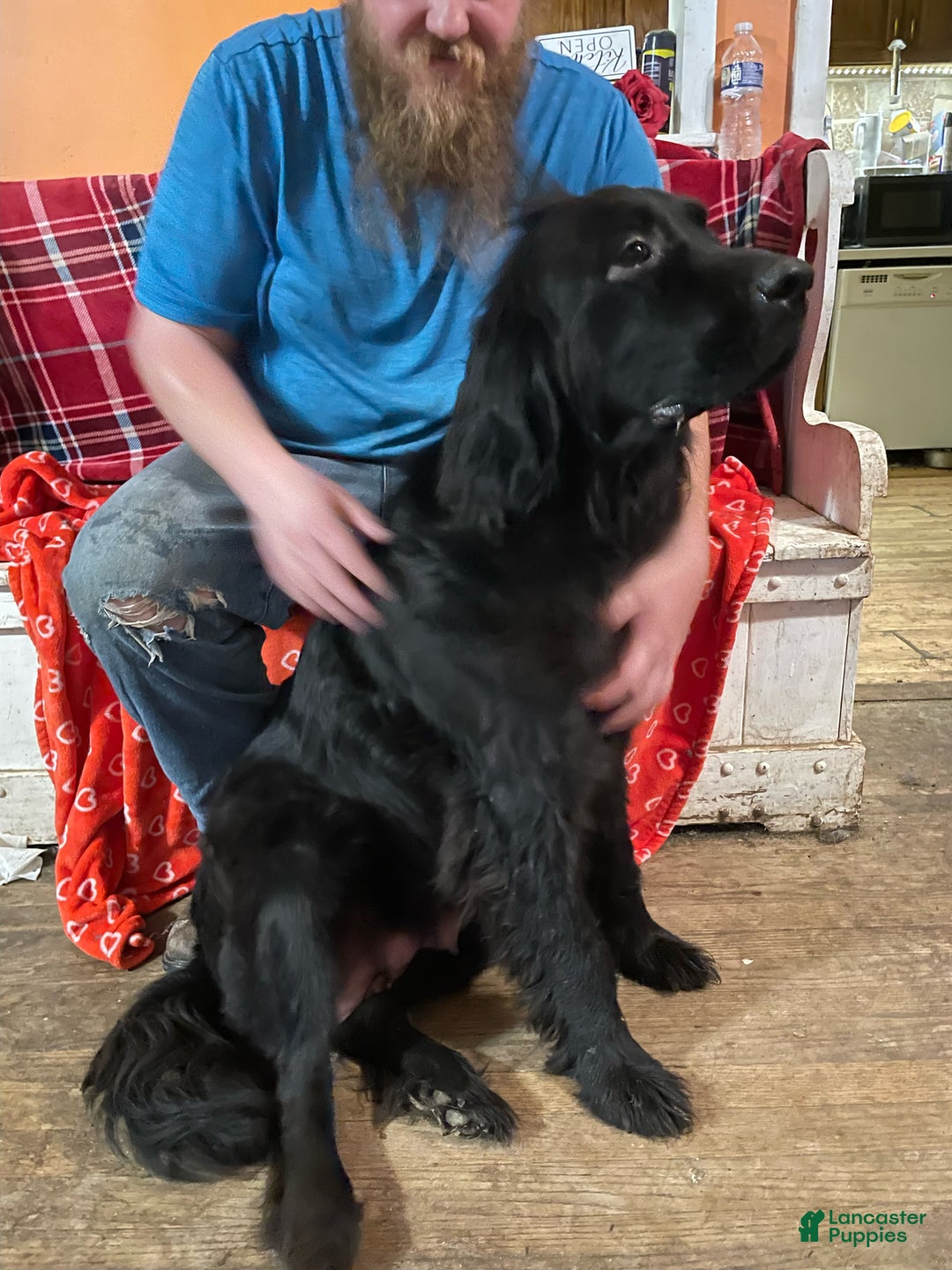 Newfoundland dogs for sale: Newfoundland Puppy 1 - Ad 11