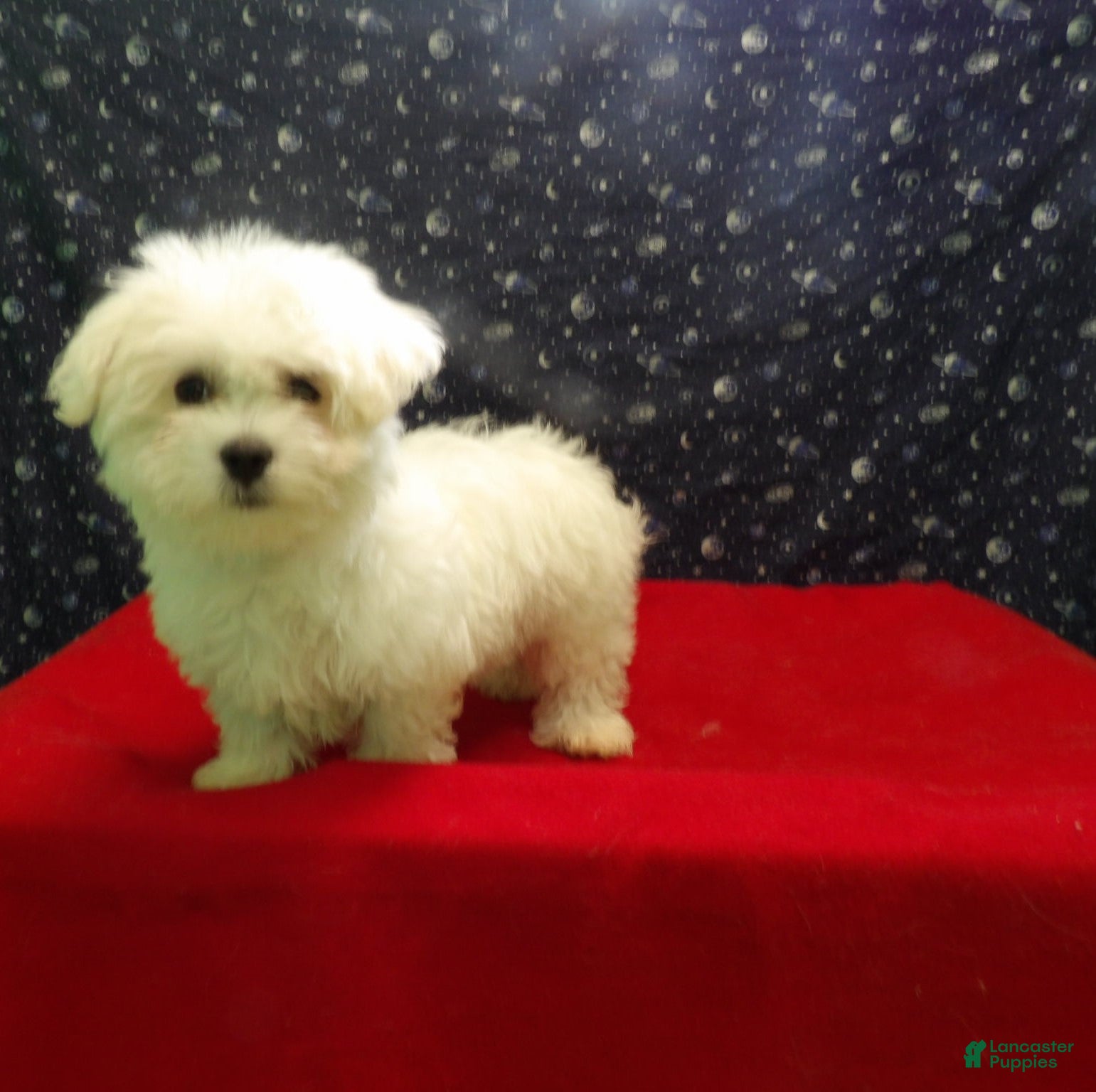 Maltese dogs Missy - Ad 7