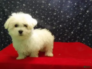 Maltese dogs Missy - Ad 7