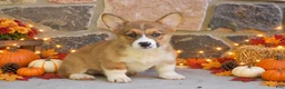 Welsh Corgi Pembroke dogs for sale: Santiago - Ad 1