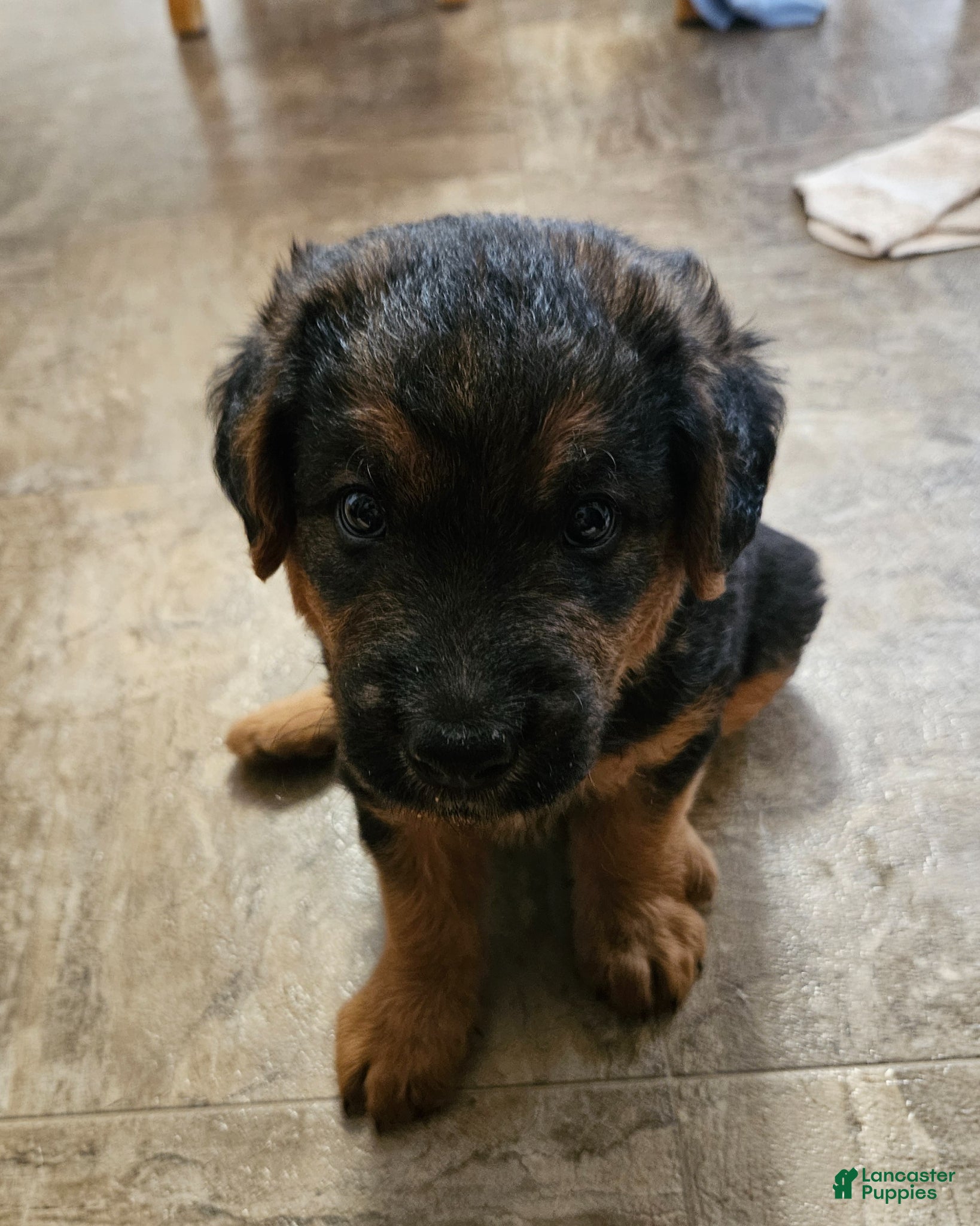 Mixed Breed dogs for sale: Axe - Ad 2