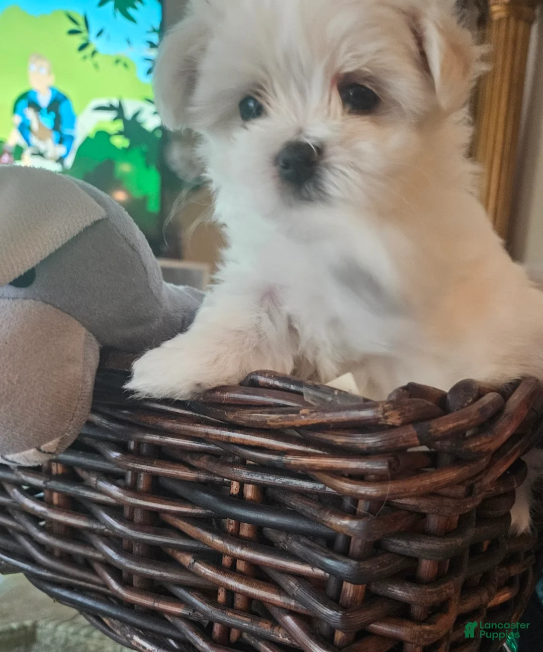 Maltese dogs for sale: Maltese Puppy 1 - Ad 1