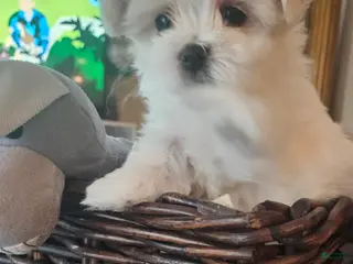 Maltese dogs Maltese Puppy 1 - Ad 35