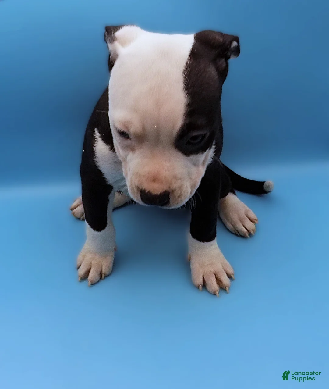 Mixed Breed dogs for sale: Nipper - Ad 3