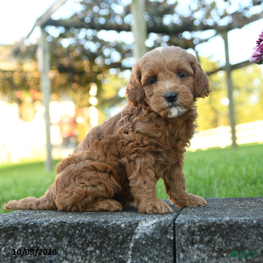 Mini Goldendoodle dogs for sale: Lancelot - Ad 3