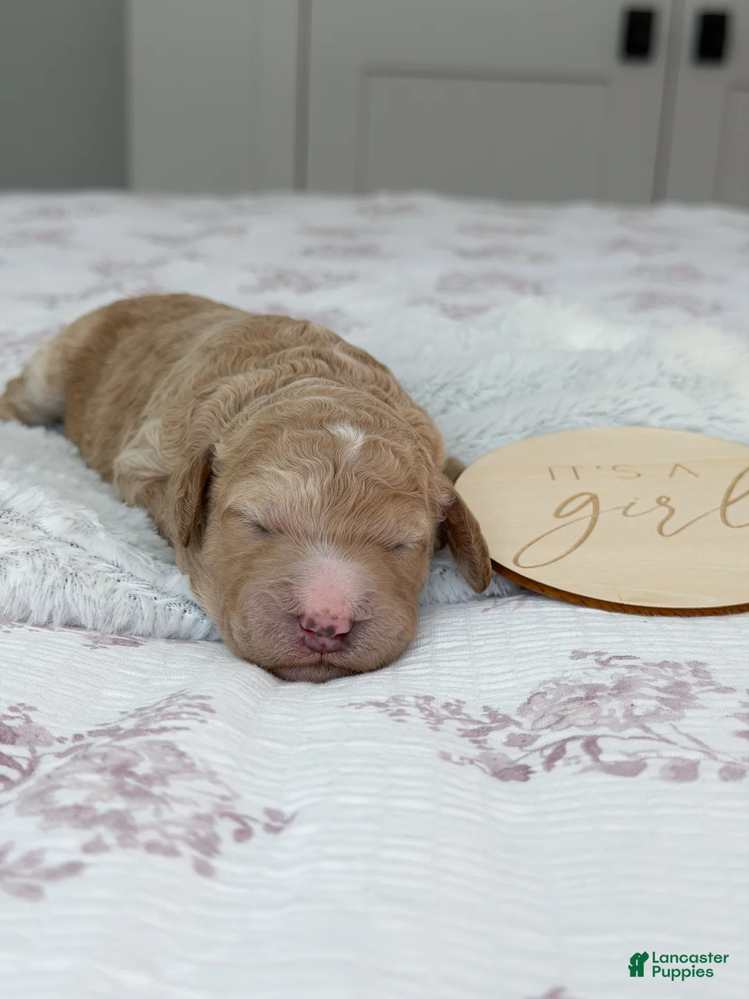 Goldendoodle dogs for sale: Dixie - Ad 2