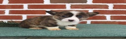 Welsh Corgi Pembroke dogs for sale: Jerry - Ad 2