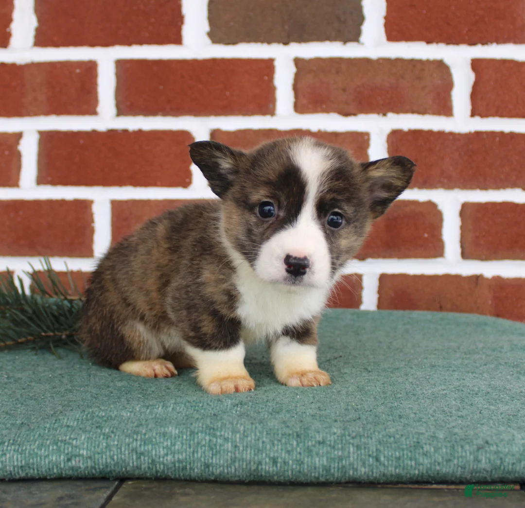 Welsh Corgi Pembroke dogs for sale: Jerry - Ad 2