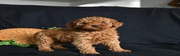 Toy Poodle dogs for sale: Sammy - Ad 5