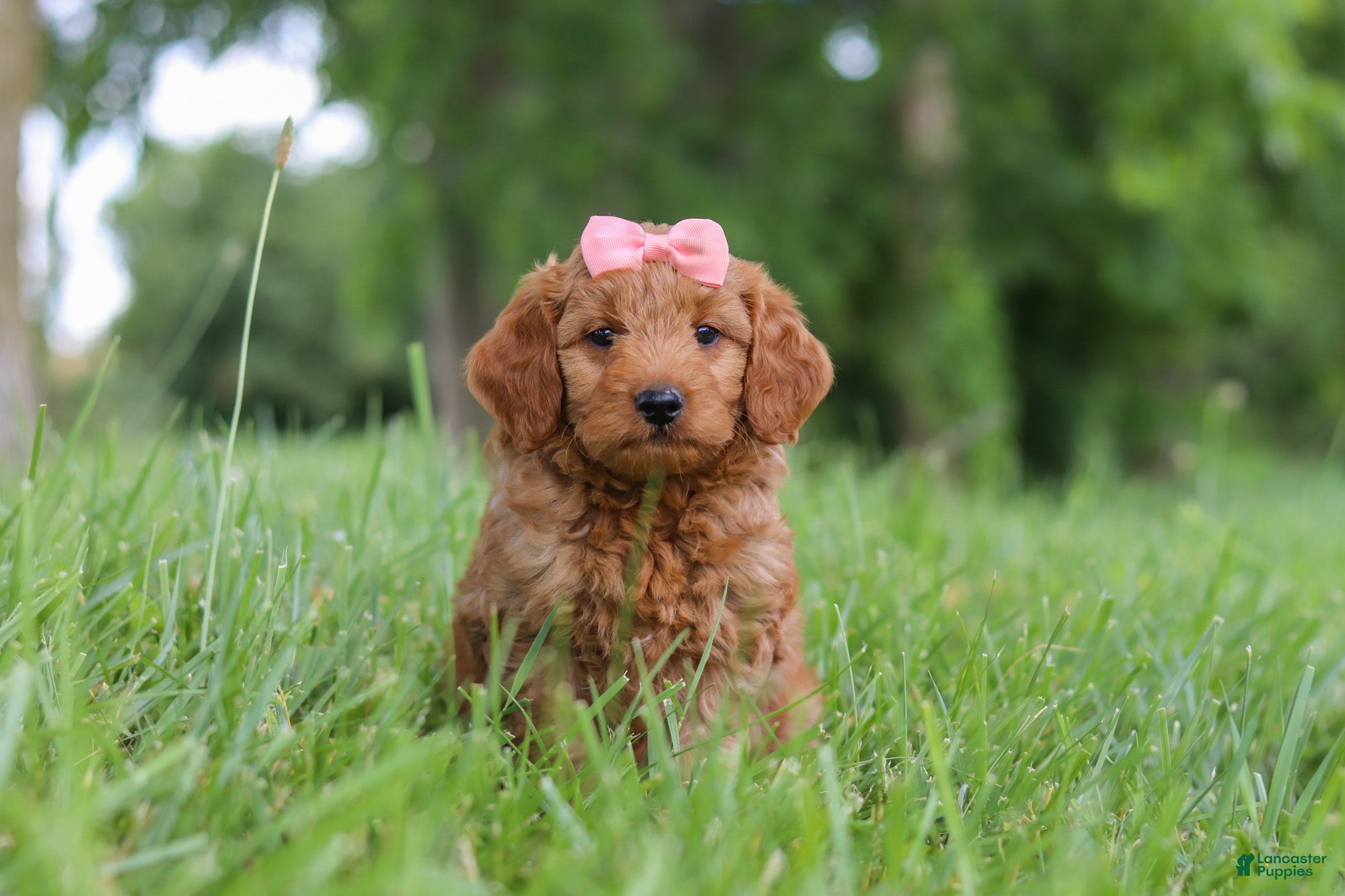 Mini Goldendoodle dogs Beauty - Ad 1
