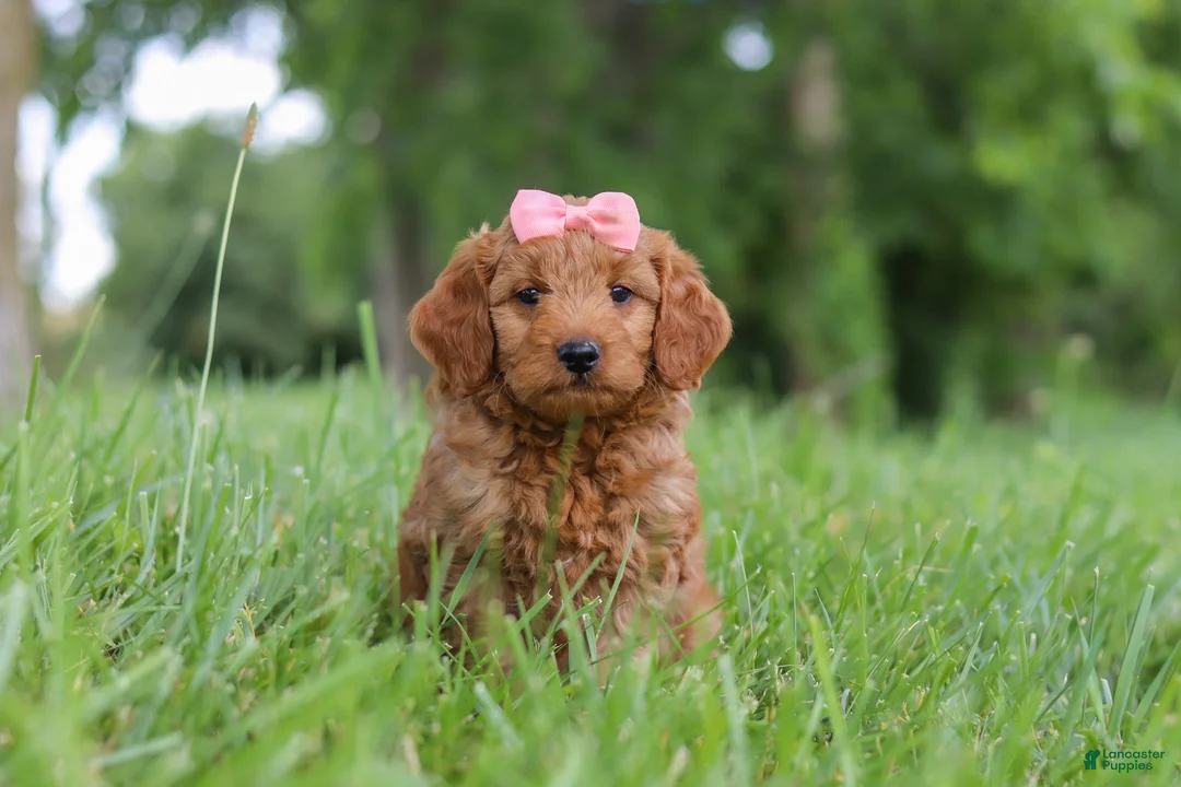 Mini Goldendoodle dogs for sale: Beauty - Ad 1