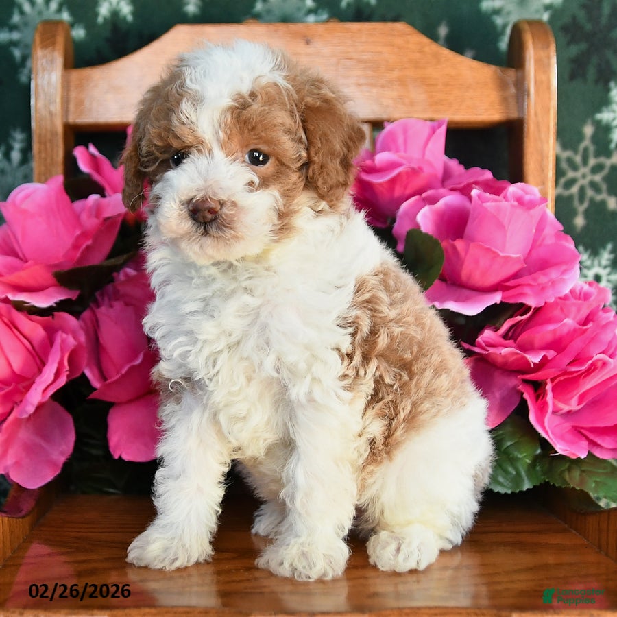 Toy Poodle dogs Rocky - Ad 2