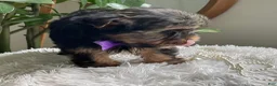 Yorkshire Terrier dogs for sale: Tucker - Ad 17