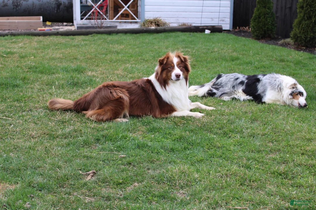 Australian Shepherd dogs for sale: Belle - Ad 6