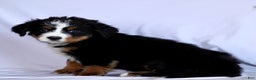 Bernese Mountain Dog dogs for sale: Faith - Ad 3