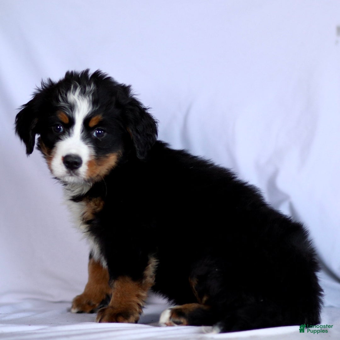 Bernese Mountain Dog dogs for sale: Faith - Ad 3