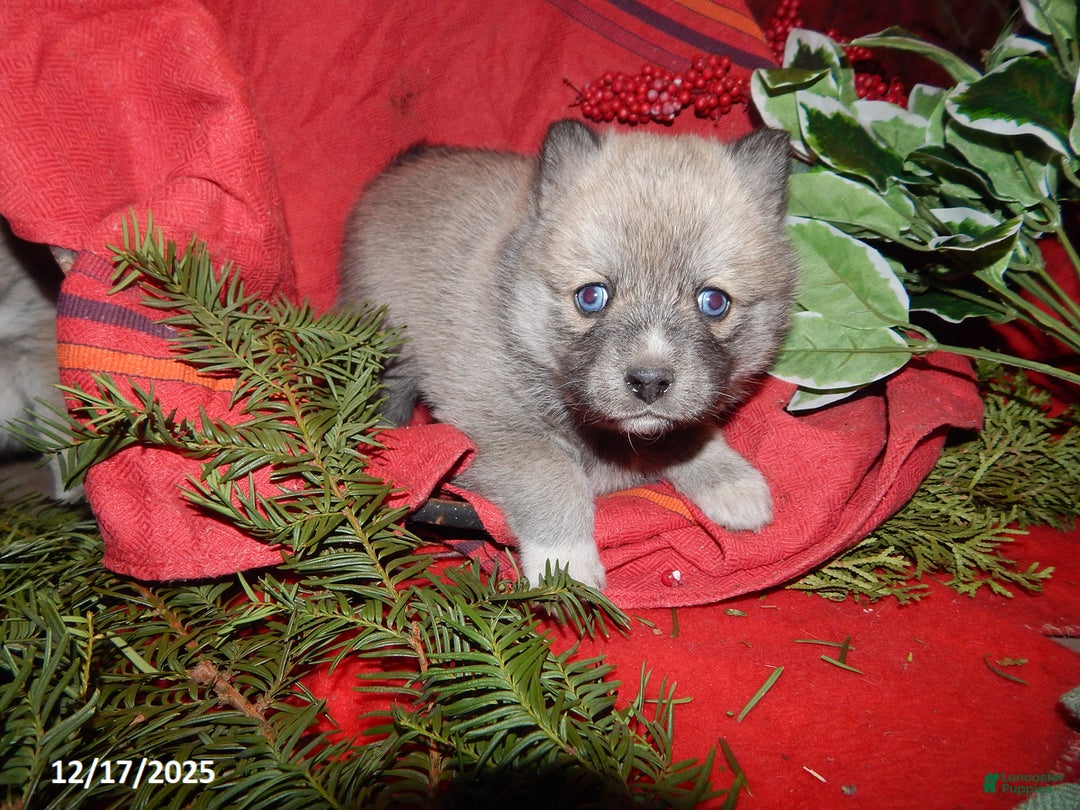 Pomsky dogs for sale: Bella   - Ad 4