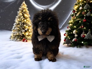 Toy Poodle dogs Jett - Ad 21