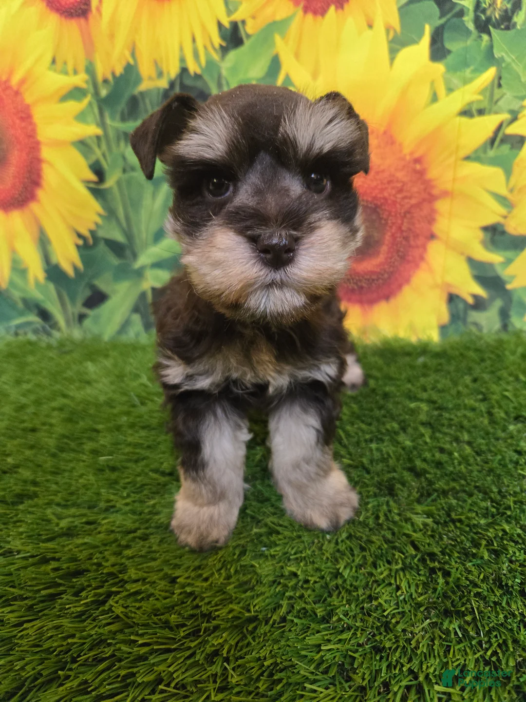 Miniature Schnauzer dogs for sale: Flo - Ad 2