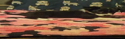 Chihuahua dogs for sale: Misty (T-Cup) - Ad 11