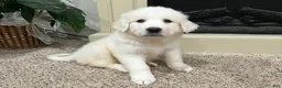 Great Pyrenees dogs for sale: Great Pyrenees 1 - Ad 2