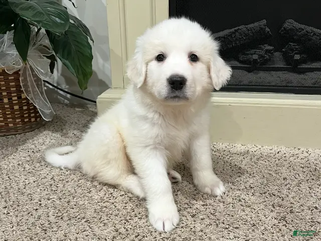 Great Pyrenees dogs for sale: Great Pyrenees 1 - Ad 2