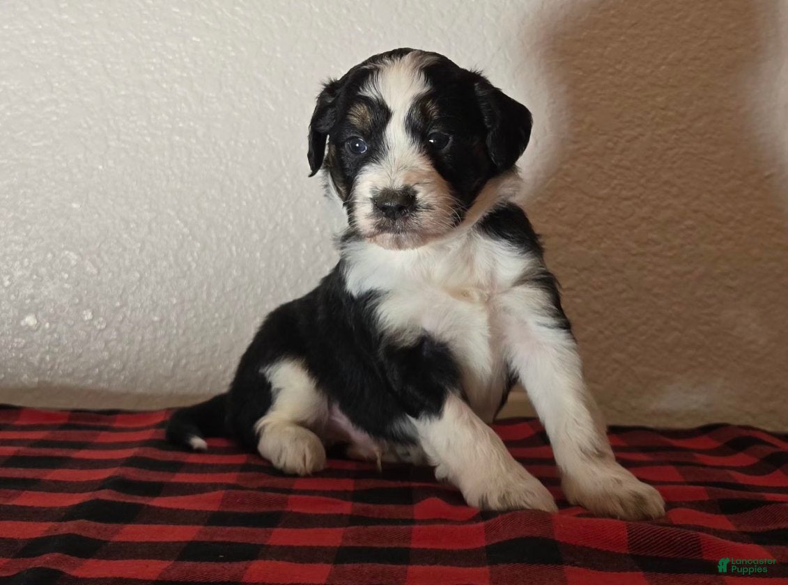 Mini Aussiedoodle dogs Ollie – Male (Tri-Color) - Ad 20