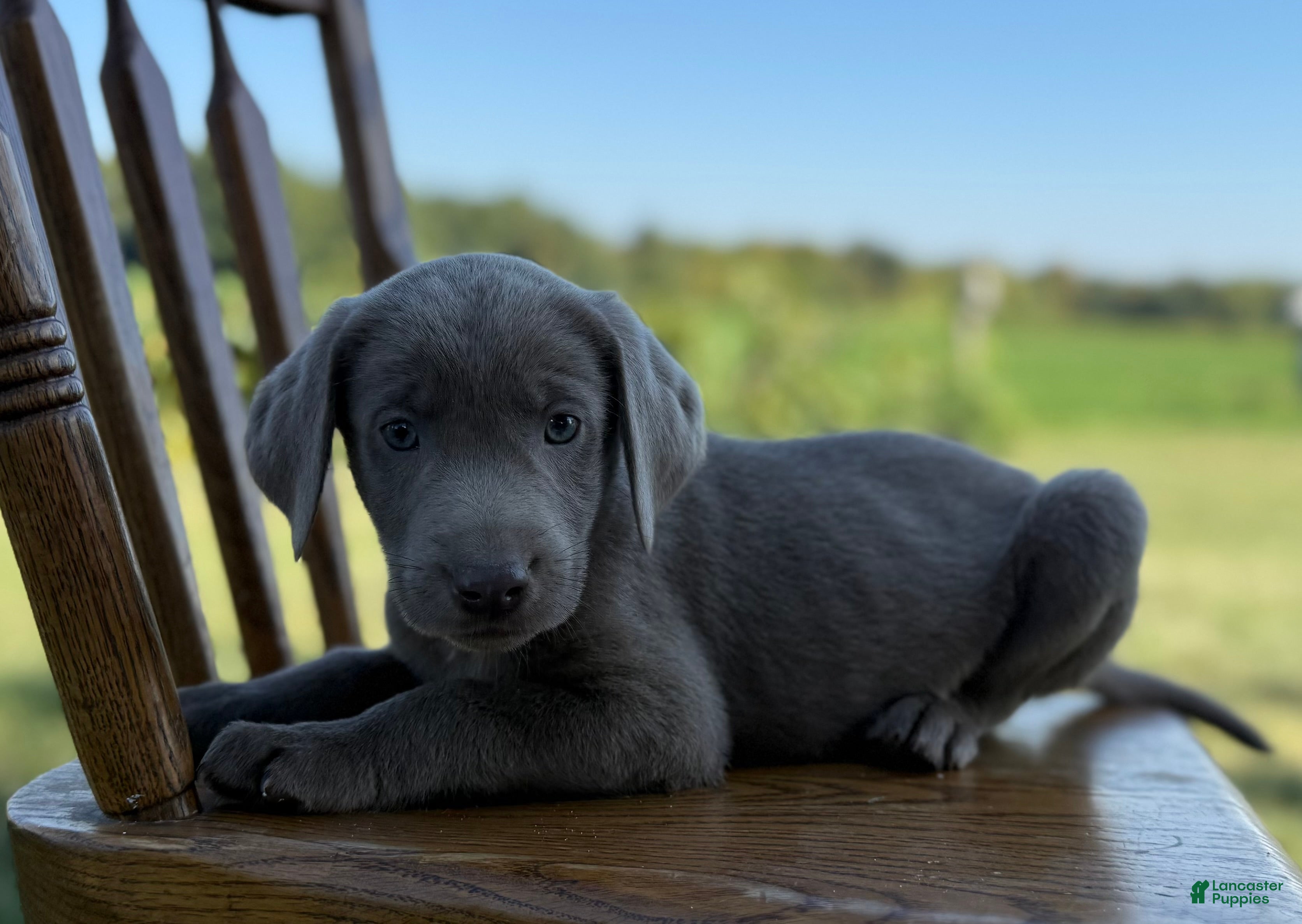 Month Silver Lab Puppies Kinds Labrador Retriever Puppies For Sale