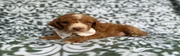 Cockapoo dogs for sale: Mikey - Ad 3